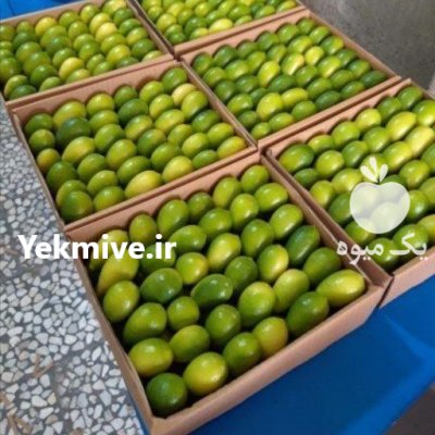 خريدار لايم كوآت ليمو ترش كامكوآت در گروه خرید و فروش لیمو ترش در یکمیوه -عکس1