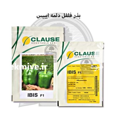 بذر فلفل دلمه ایبیس کلوز در رشت در گروه خرید و فروش بذر فلفل در یکمیوه -عکس1