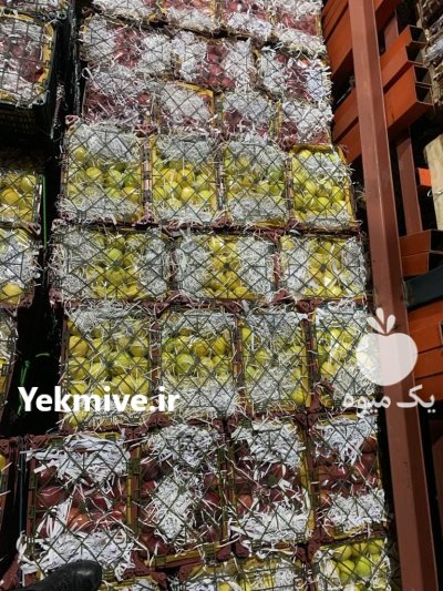 سیب درختی در سیلوانه در گروه خرید و فروش سیب در یکمیوه -عکس1