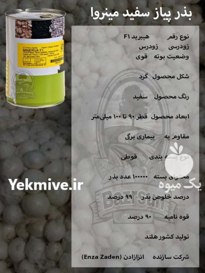 بذر پیاز سفید مینروا در ساری در گروه خرید و فروش بذر پیاز در یکمیوه -عکس1