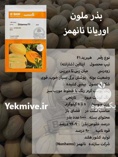 بذر ملون خربزه اوریانا نانهمز در ساری در گروه خرید و فروش بذر خربزه در یکمیوه -عکس1