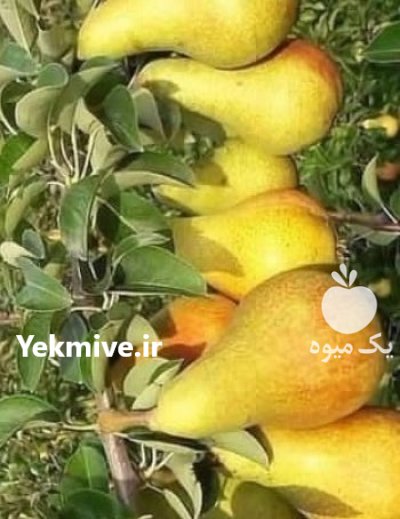 سنوبرفروش ارقام نهال صنوبر یکساله و دوساله در پلدختر در گروه خرید و فروش نهال صنوبر در یکمیوه -عکس4