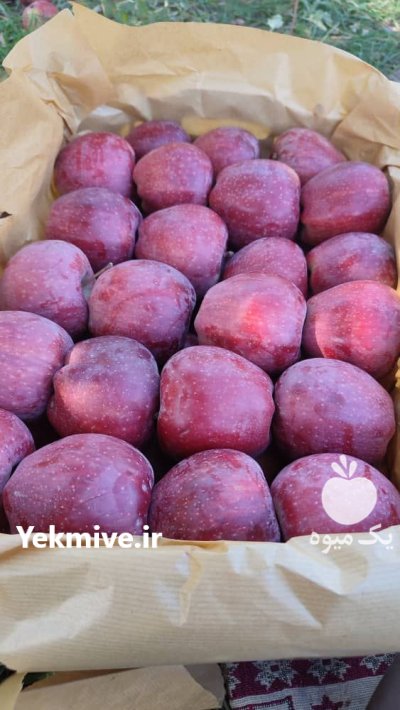 فروش 15 تن سیب در ارومیه در گروه خرید و فروش سیب در یکمیوه -عکس2