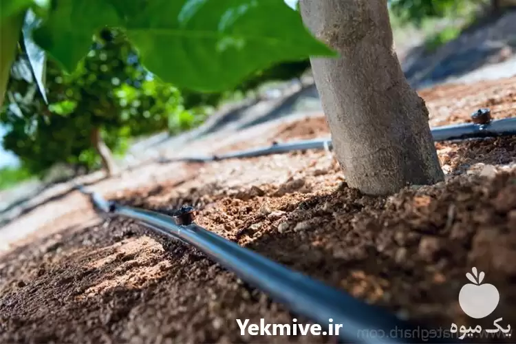 قیمت خرید اجرای آبیاری قطره ای در رشت در گروه خرید و فروش دستگاه آبیاری در یکمیوه -عکس1