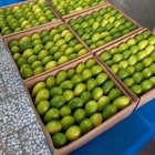 خريدار لايم كوآت ليمو ترش كامكوآت در گروه خرید و فروش لیمو ترش در یکمیوه