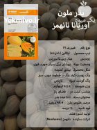 بذر ملون خربزه اوریانا نانهمز در ساری در گروه خرید و فروش بذر خربزه در یکمیوه