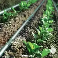 فروش مشاوره آبیاری قطره ای در رشت در گروه خرید و فروش دستگاه آبیاری در یکمیوه