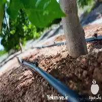 قیمت خرید اجرای آبیاری قطره ای در رشت در گروه خرید و فروش دستگاه آبیاری در یکمیوه