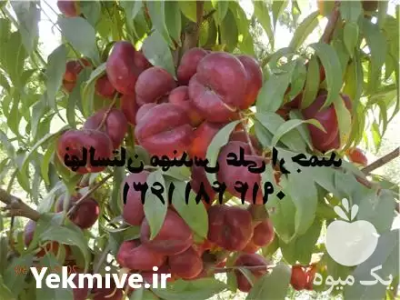 فروش نهالستان تک فیدان مهندس علی در تهران در گروه خرید و فروش نهالستان در یکمیوه -عکس1