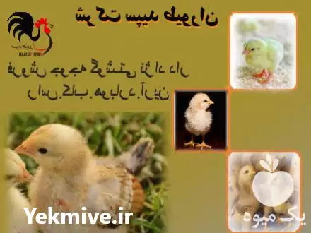 فروش انواع جوجه گوشتی راس پلاس در گروه مرغ و خروس و بوقلمون و اردک قو قاز در یکمیوه -عکس1