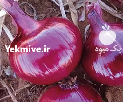 بذر پیاز قرمز در گروه خرید و فروش بذر پیاز در یکمیوه -عکس1