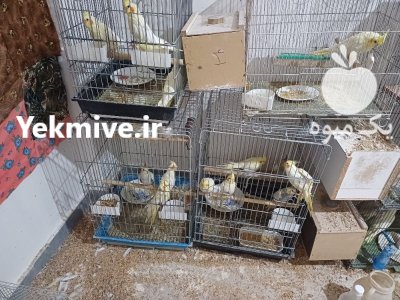 عروس هلندی در اردبیل در گروه خرید و فروش انواع پرنده در یکمیوه -عکس1