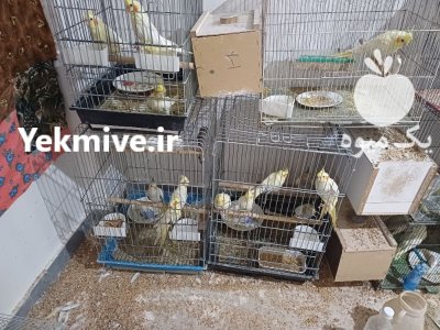 عروس هلندی در اردبیل در گروه خرید و فروش انواع پرنده در یکمیوه -عکس2