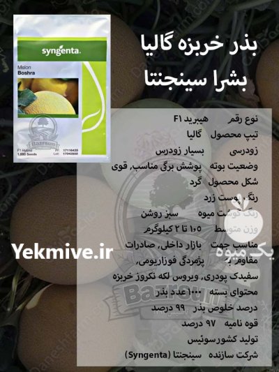 بذر خربزه گالیا بشرا سینجنتا در ساری در گروه خرید و فروش بذر خربزه در یکمیوه -عکس1