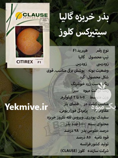 بذر خربزه گالیا سیتیرکس کلوز در گروه خرید و فروش بذر خربزه در یکمیوه -عکس1