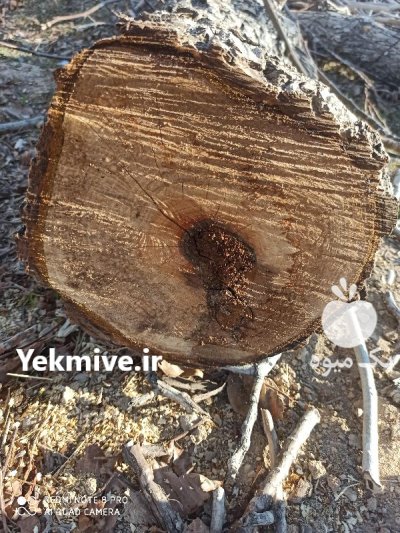 فروش تنه درخت گردو چنار و کبوده فوری در شهرضا در گروه خرید و فروش چوب درخت در یکمیوه -عکس1
