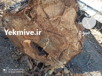 فروش تنه درخت گردو چنار و کبوده فوری در شهرضا در گروه خرید و فروش چوب درخت در یکمیوه -عکس2
