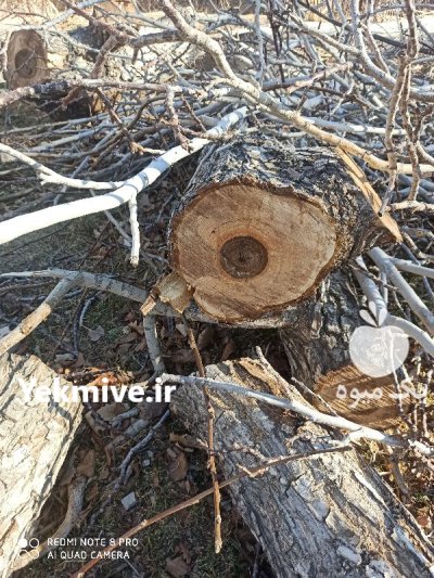 فروش تنه درخت گردو چنار و کبوده فوری در شهرضا در گروه خرید و فروش چوب درخت در یکمیوه -عکس3