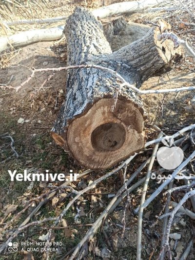 فروش تنه درخت گردو چنار و کبوده فوری در شهرضا در گروه خرید و فروش چوب درخت در یکمیوه -عکس4