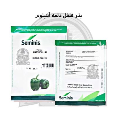 بذر فلفل دلمه آنتبلوم سمینیس در ساری در گروه خرید و فروش بذر فلفل در یکمیوه -عکس1