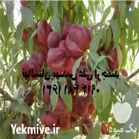 فروش نهالستان تک فیدان مهندس علی در تهران در گروه خرید و فروش نهالستان در یکمیوه