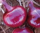 بذر پیاز قرمز در گروه خرید و فروش بذر پیاز در یکمیوه