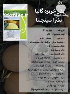 بذر خربزه گالیا بشرا سینجنتا در ساری در گروه خرید و فروش بذر خربزه در یکمیوه