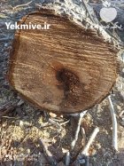 فروش تنه درخت گردو چنار و کبوده فوری در شهرضا در گروه خرید و فروش چوب درخت در یکمیوه