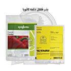 بذر فلفل دلمه رنگی کائوبا سینجنتا در ساری در گروه خرید و فروش بذر فلفل در یکمیوه