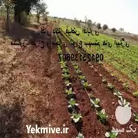 فروش اجرای آبیاری قطره ای هوشمند در کرج در گروه خرید و فروش دستگاه آبیاری در یکمیوه