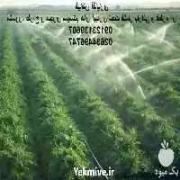 آبیاری قطره ای باغ در کرج در گروه سازنده در یکمیوه