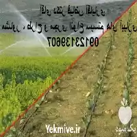 اجرای آبیاری بارانی و قطره ای در گروه سازنده در یکمیوه
