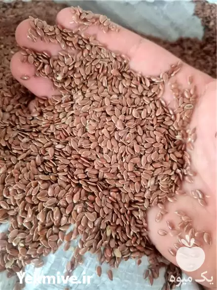 خرید قیمت عمده تخم کتان قرمز در مشهد در گروه خرید و فروش دانه های روغنی در یکمیوه -عکس1