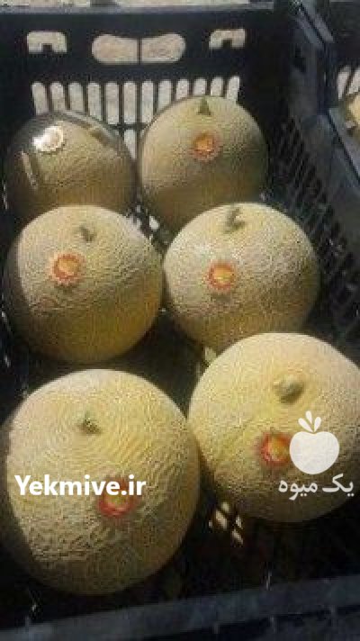 بذر خربزه گالیا داکو کلوز فروش در گروه خرید و فروش بذر خربزه در یکمیوه -عکس2
