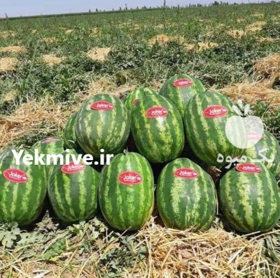 فروش بذر هندوانه کریمسون سوئیت سانی در گروه خرید و فروش بذر هندوانه در یکمیوه -عکس1