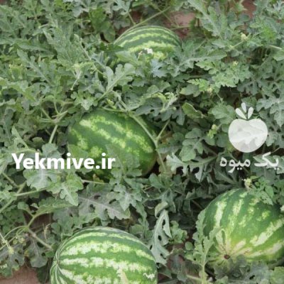 فروش بذر هندوانه سیدوی وینستون آمریکا در اهواز در گروه خرید و فروش بذر هندوانه در یکمیوه -عکس1