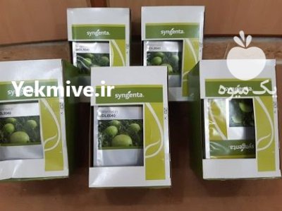 فروش بذر هندوانه سینجنتا 8040 محصول در اهواز در گروه خرید و فروش بذر هندوانه در یکمیوه -عکس1