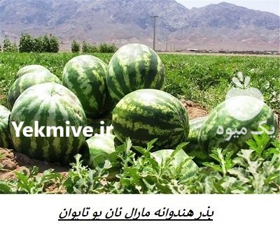 فروش بذر هندوانه مارال نان یو در اهواز در گروه خرید و فروش بذر هندوانه در یکمیوه -عکس2