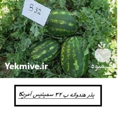 فروش بذر هندوانه پرطرفدار b 32 سمینیس در اهواز در گروه خرید و فروش بذر هندوانه در یکمیوه -عکس1
