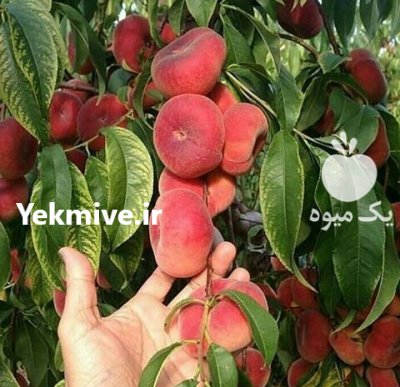 نهال شلیل با درخت گلابی درگزی در ارومیه در گروه خرید و فروش نهال میوه در یکمیوه -عکس1