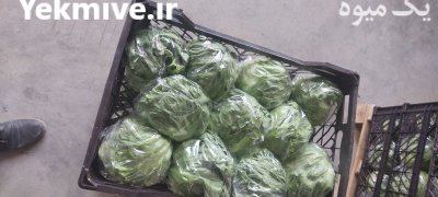 کاهو آیسبرگ صادراتی در اهواز در گروه خرید و فروش کاهو در یکمیوه -عکس1