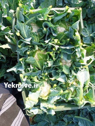 گل کلم ps صادراتی در دزفول در گروه خرید و فروش گل کلم در یکمیوه -عکس1