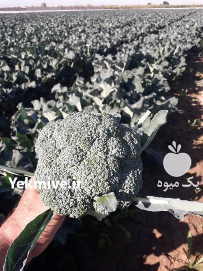 کلم بروکلی بذر ماتسوری در دزفول در خوزستان در گروه خرید و فروش انواع کلم در یکمیوه -عکس1