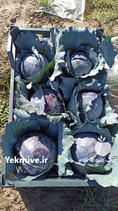 کلم برگ سفید و قرمز در اهواز در گروه خرید و فروش انواع کلم در یکمیوه -عکس3