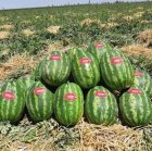 فروش بذر هندوانه کریمسون سوئیت سانی در گروه خرید و فروش بذر هندوانه در یکمیوه