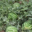 فروش بذر هندوانه سیدوی وینستون آمریکا در اهواز در گروه خرید و فروش بذر هندوانه در یکمیوه