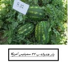 فروش بذر هندوانه پرطرفدار b 32 سمینیس در اهواز در گروه خرید و فروش بذر هندوانه در یکمیوه