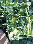 گل کلم ps صادراتی در دزفول در گروه خرید و فروش گل کلم در یکمیوه