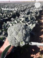کلم بروکلی بذر ماتسوری در دزفول در خوزستان در گروه خرید و فروش انواع کلم در یکمیوه