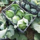 کلم برگ سفید و قرمز در اهواز در گروه خرید و فروش انواع کلم در یکمیوه